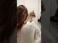 肩乗り子猫キジトラちゃちゃ