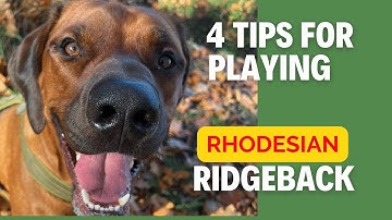 4 Tips For Playing - Rhodesian Ridgeback