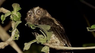 Bird Call: SULAWESI SCOPS OWL, Sulawesi