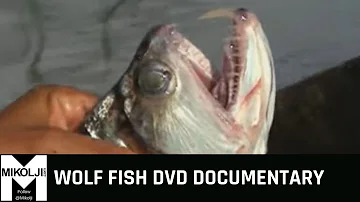 WOLF FISH DVD DOCUMENTARY