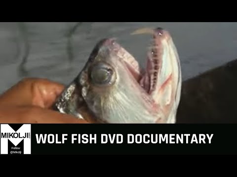 Video: Hvordan Lage Provençalsk Sjøulvfisk