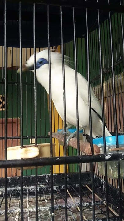 SUARA MERDU JALAK BALI !!! #shorts