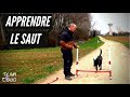 Apprendre  son chien a sauter un obstacle   conseils dexpert  