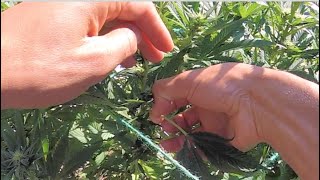 Removing Cannabis Leaves ll De-leafing aka Defoliate