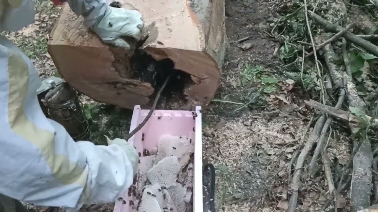 Hvatanje Roja Iz Bukve!