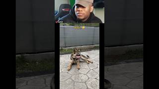 Tiger ki rangdari🐯crow react🐦 #funny #comedy #shorts #viral