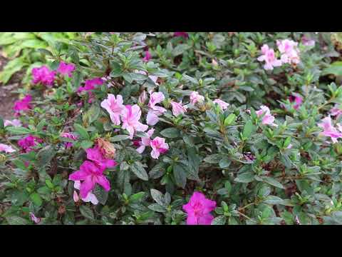 Video: Japannese Azalea (37 Foto's): Beskrywing Van Die Tipe Rododendron, Kenmerke Van Die 