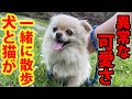 保護犬と保護猫が一緒にお散歩。異常な可愛さのポメチワ。大将の状態について