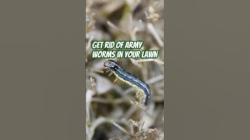 Stop Fall Armyworms Before They Destroy Your Lawn