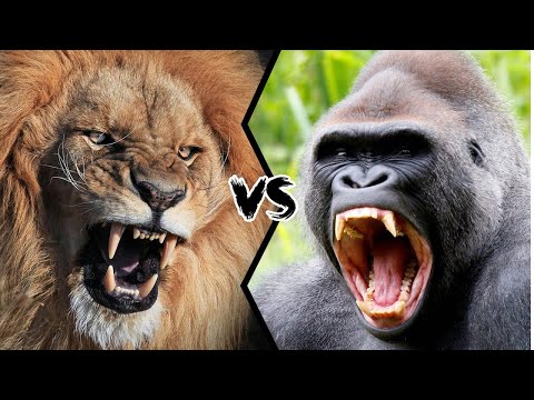 সিংহ ও গরিলার লড়াইয়ে কে জিতবে ? Gorilla vs Lion comparison - Who is stronger lion or gorilla