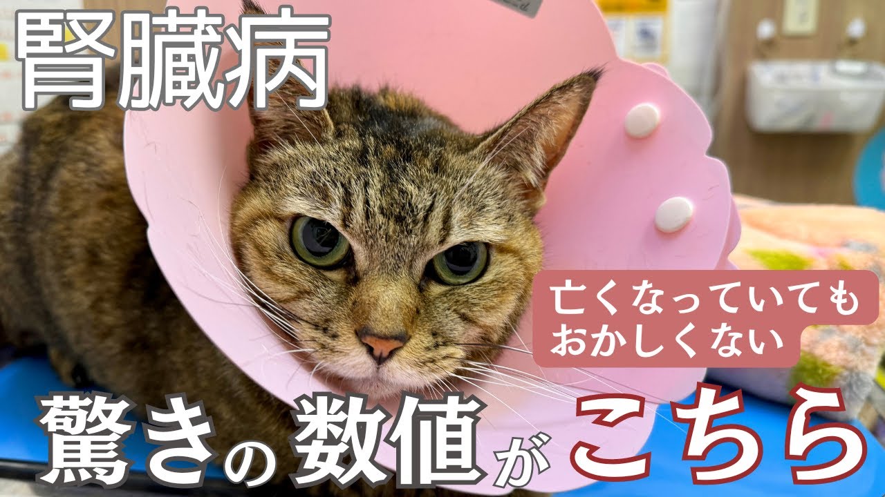 腎臓病の猫　この数値でも生きています！