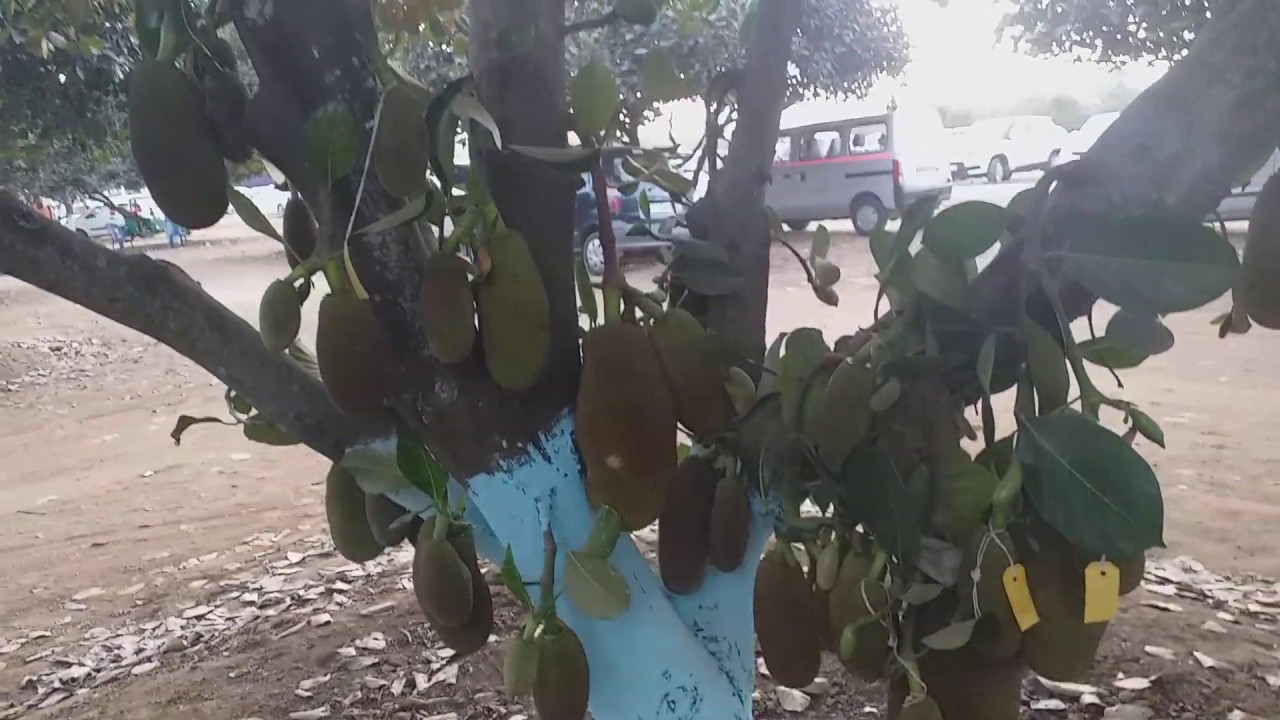 Jackfruit variety plant in Hesaraghatta farm YouTube