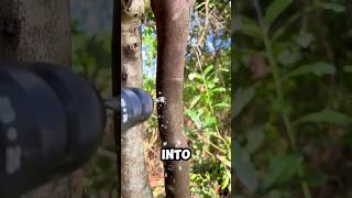 How A Fungus Turns Trees Into Liquid D