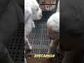 Kissing Goad Lovely Animal Kissing Goad Lovely Animal