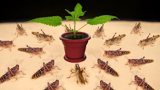 100 LOCUSTS vs NETTLE BUSH