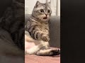 Shocked Cat Reaction 😳🐱