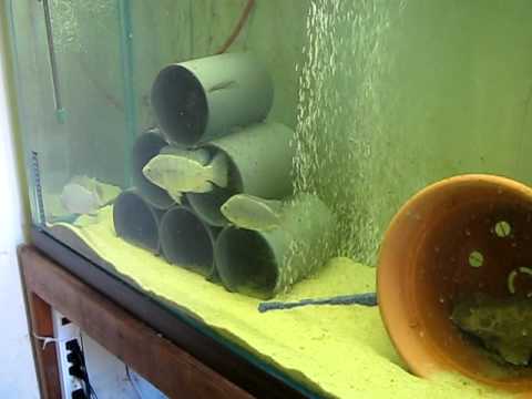 The Beginning Of My Home Built Aquaculture Project Youtube