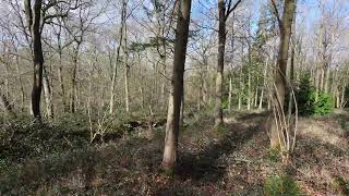 Drone Life Raw Dji Neo 2 Buscot Forest