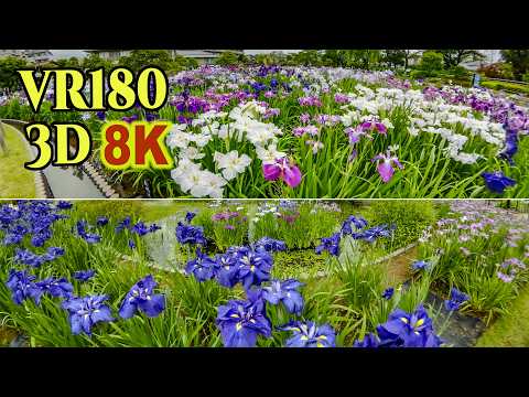 8K 3D VR180 ] 満開の見頃を迎えた堀切菖蒲園（東京都 葛飾区）の