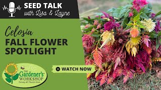 Seed Talk #136 - Celosia Fall Flower Spotlight