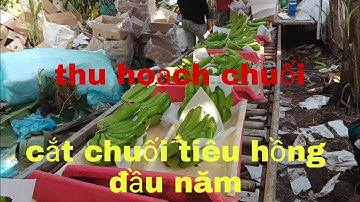 CẮT CHUỐI KHAI XUÂN MÙNG 10 TẾT