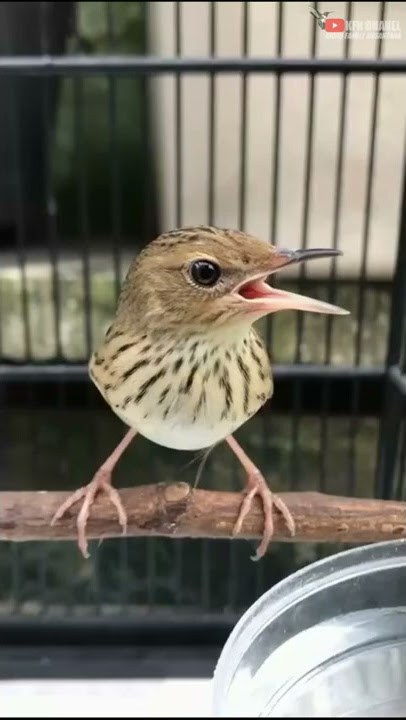 PENAMPAKAN BURUNG CICI LURIK ATAU KECICI LURIK