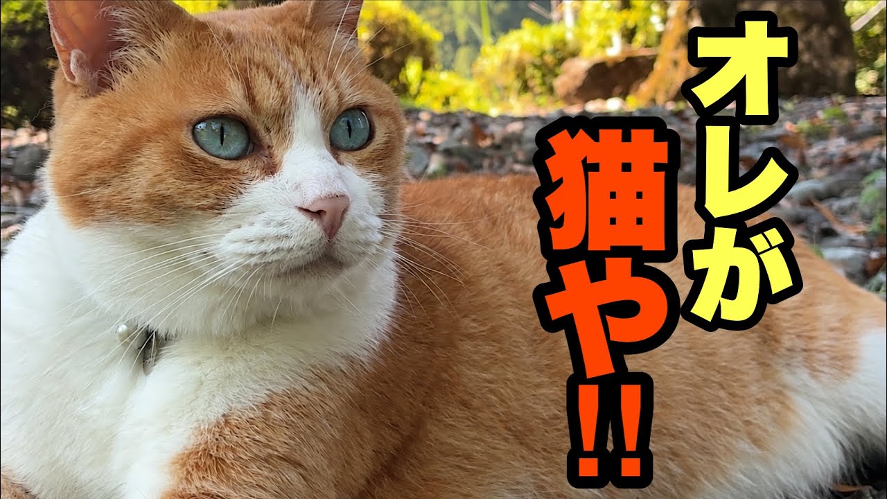 catです！ Never Seen a Cat Like This! He Watches Over His Sister, Then