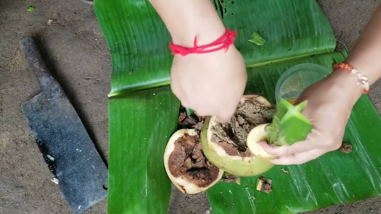 How to Grow Dragons Tree Cutting in Coconut use Aloe Vera and Potato
