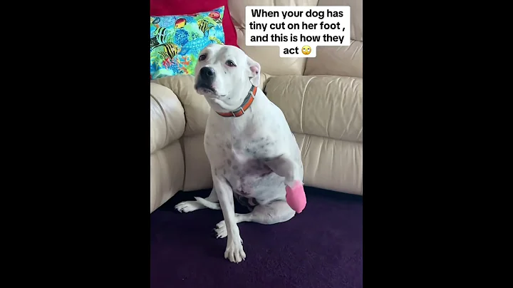 When your dog is injured #dog #funnydog #dogs #funnyvideo #fyp