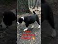 Молодёжь Питомника Рамзес 🔥