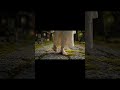 Kyoto Morning Serenity 🌸🇯🇵 | Cinematic Japan