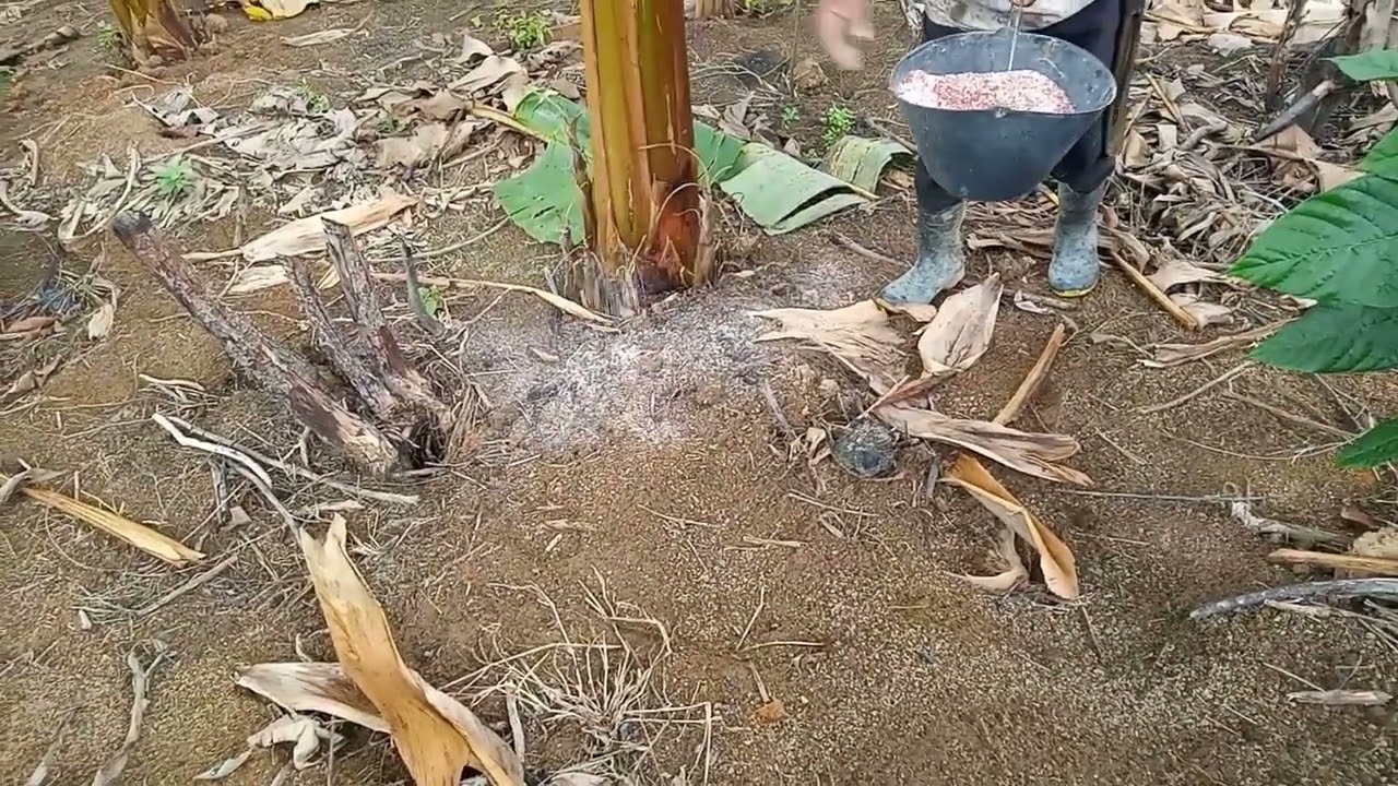 esse é o melhor adubo pra o cachiamento da sua bananeira