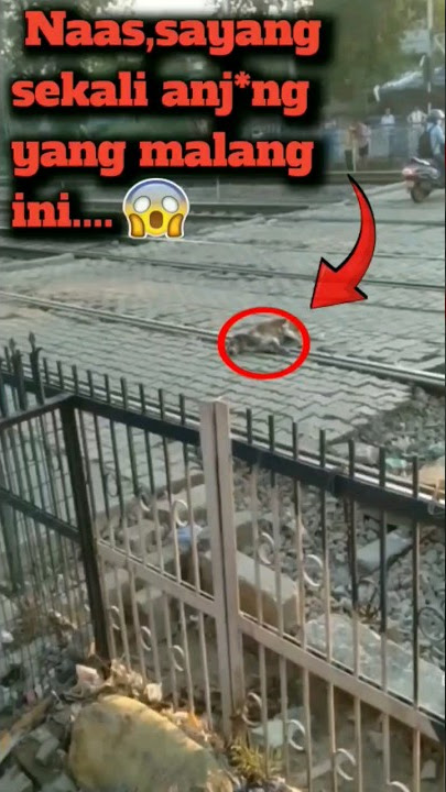 naas anjing ketabrak kereta api #shortsreels #shortsvideoviral