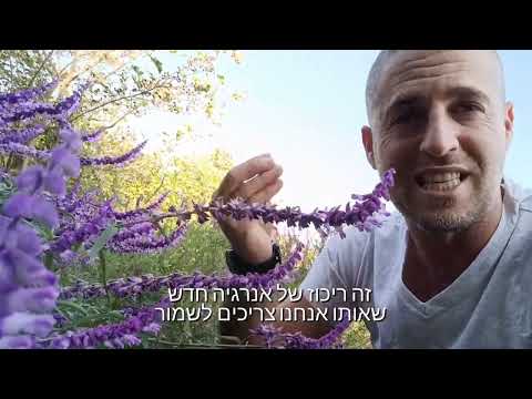 וִידֵאוֹ: איך לגדל מרווה כחולה?