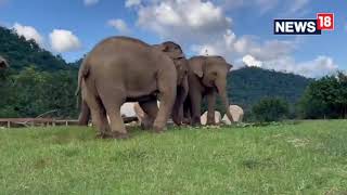 Adorable Video Shows Jumbo Guiding His Blind Friend Towards Food | Elephant Video | #Shorts