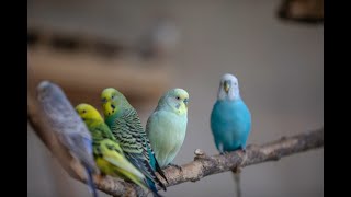 Singing Budgie - Happy Song | Most Beautiful Budgie Songs Ever | Playing Budgie