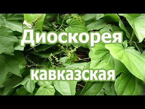 Корень растения диоскорея кавказская, лечебные свойства, польза, противопоказания, применение.