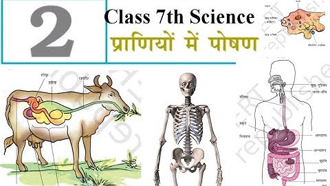 Class 7th Science Chapter 2. प्राणियों में पोषण NCERTScience Nutrition in Animals