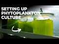 How to start your own phytoplankton culture using sunlight  blue reef tank