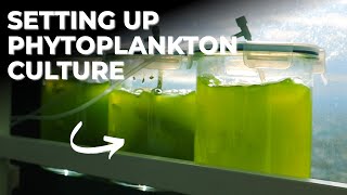 How to Start Your Own Phytoplankton Culture Using Sunlight | Blue Reef Tank