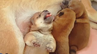 Hab U Eber Witnessed Succ Smol Yawn? Shiba Inu