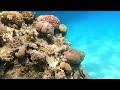 Reef Oasis Beach Resort reef free diving 12.07.21