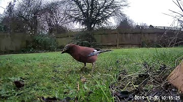 Neos SmartCam stock firmware 2 - Jay