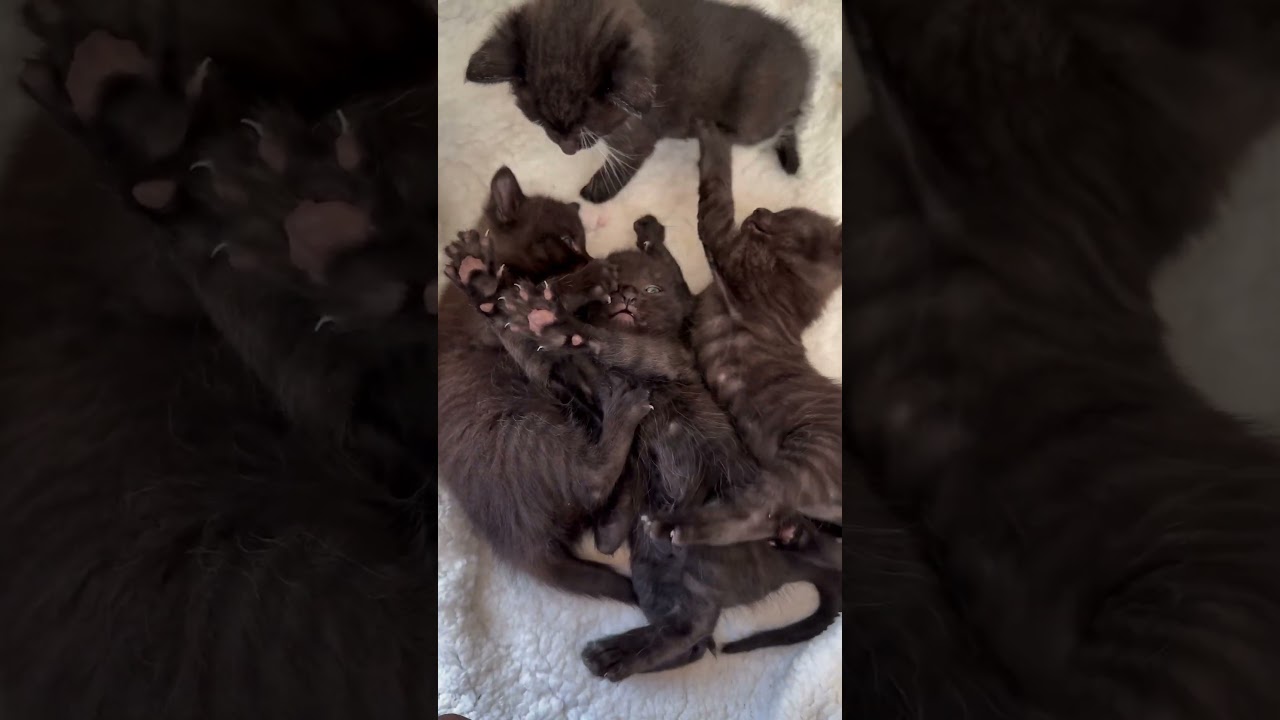 Ça en fait des coussinets ! 🐾