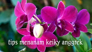 Menanam Keiki Anggrek Dendrobium Dengan Media Papan Pakis