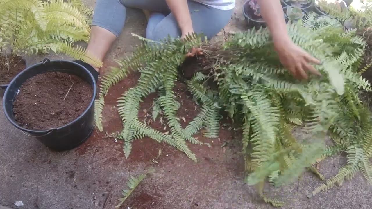 como cuidar de suas samambaias