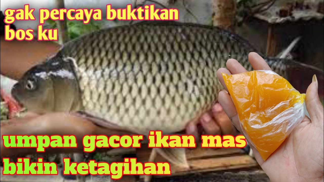 racikan umpan ikan mas harian paling gacor || umpan cenil ikan mas