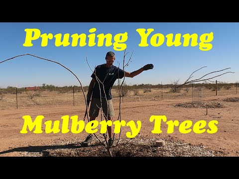 Pruning Young Mulberry Trees