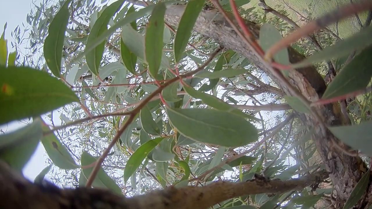 Opps. GEPRC Cygnet3 first crash.