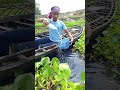 Traditional fishing method from boat #fishing #boat #traditional #bigfish #shorts